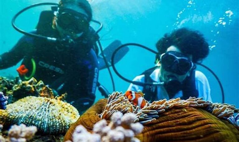Nikmati Surga Bawah Laut: Daftar Tempat Wisata Menyelam dan Biaya Peralatan