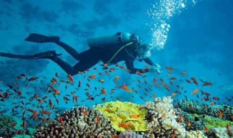 Jelajahi Pesona Bawah Laut: Tempat Wisata & Aktivitasnya!