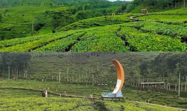 Jelajahi Pesona Kebun Teh Indonesia dan Tarifnya