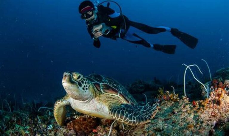 Rekomendasi Tempat Diving Terbaik di Lombok yang Wajib Dikunjungi