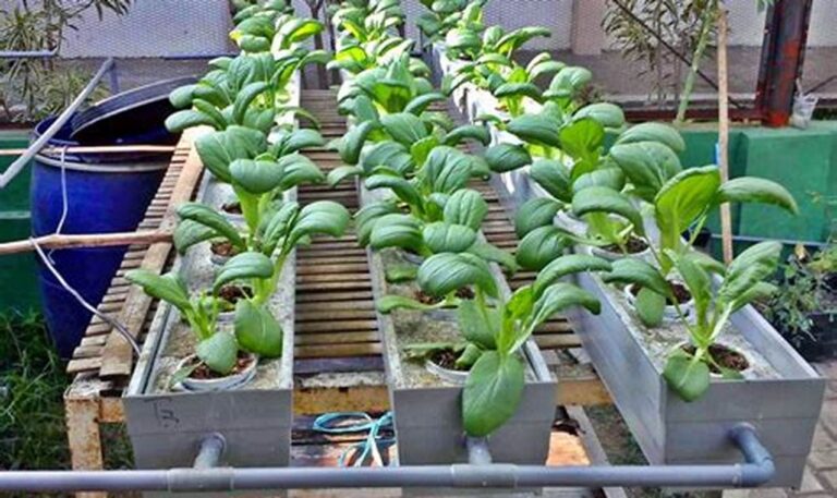 Yuk, Bikin Taman Hidroponik di Rumah dengan Mudah!