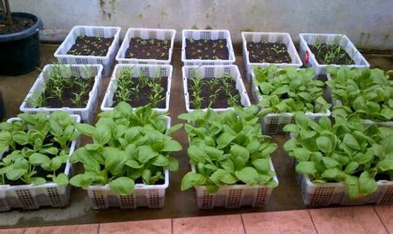 Cara Praktis Membuat Taman Sayur dalam Pot untuk Pemula