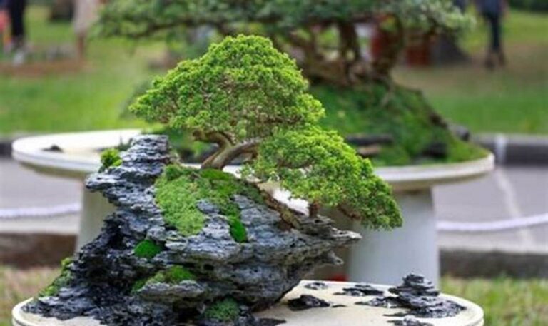 Bongkar Rahasia: Biaya Perawatan Tanaman Bonsai, Jangan Kaget!