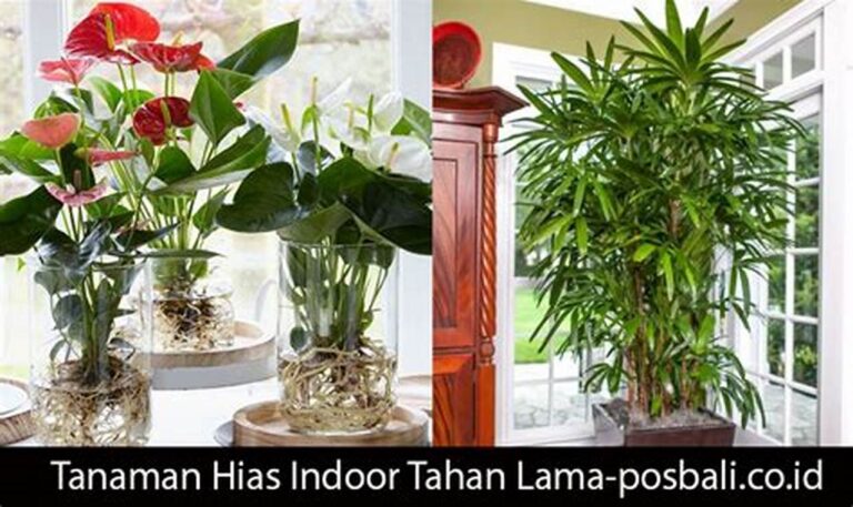 Yuk, Hitung Biaya Merawat Tanaman Hias Indoor Biar Gak Bikin Dompet Jebol!