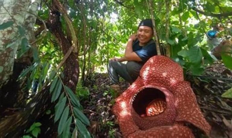 Cari Tahu Lokasi Wisata Melihat Bunga Rafflesia dan Estimasi Biayanya