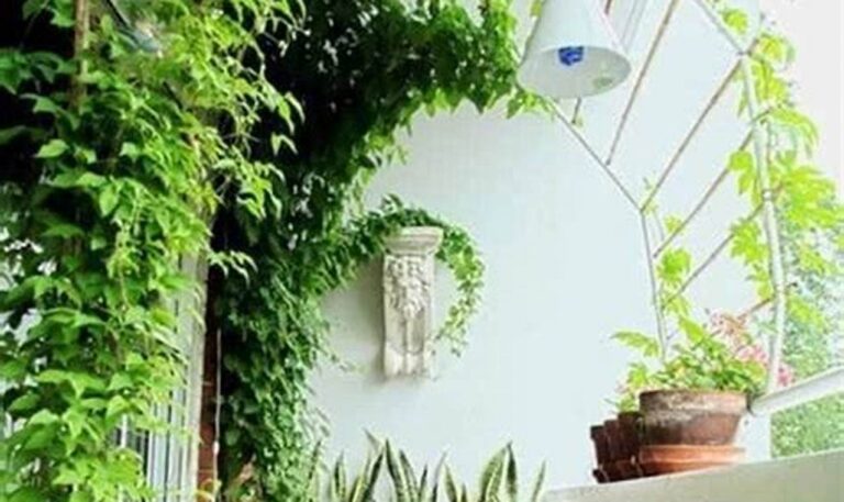 Panduan Lengkap: Cara Merawat Tanaman Hias di Balkon yang Tepat