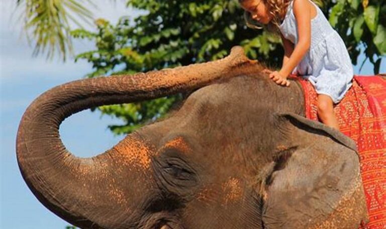 Nikmati Sensasi Menunggangi Gajah: Temukan Lokasi dan Tarifnya!