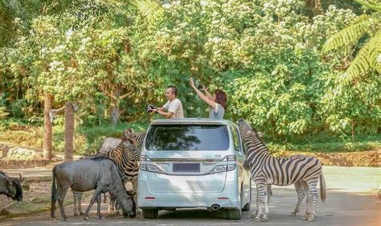 Jelajahi Taman Safari Bogor: Destinasi Edukasi Satwa untuk Keluarga