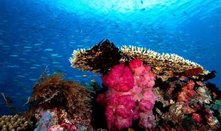 Jelajahi Surga Bawah Laut: Tempat Snorkeling Terbaik di Raja Ampat dengan Harga Terjangkau