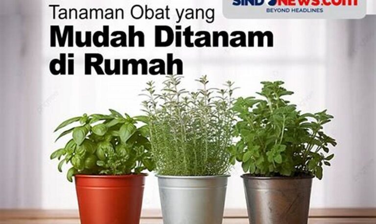 Biaya Menanam Tanaman Obat di Rumah: Hemat dan Berkhasiat