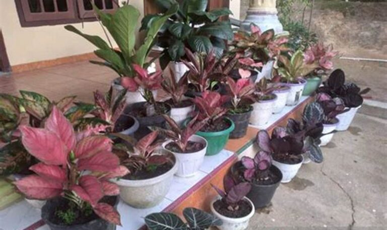 Panduan Lengkap: Merawat Tanaman Hias di Dalam Rumah Agar Tetap Segar