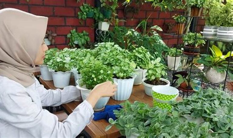 Rahasia Merawat Tanaman Hias Rentan, Dijamin Subur dan Cantik!