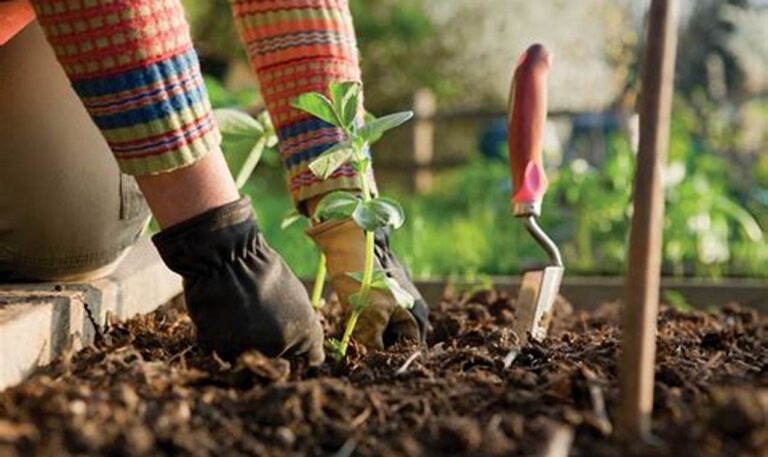 5 Rahasia Berkebun untuk Kesehatan Mental yang Wajib Diketahui