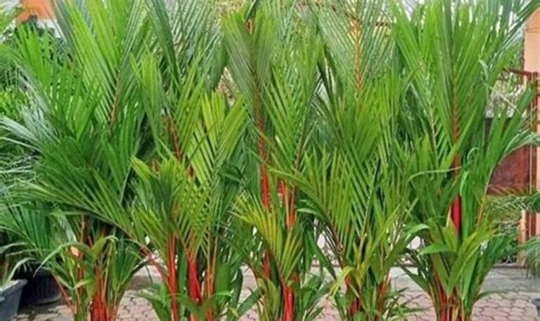 Cek Harga Tanaman Hias untuk Ruangan Terang, Bikin Ruangan Makin Asri!