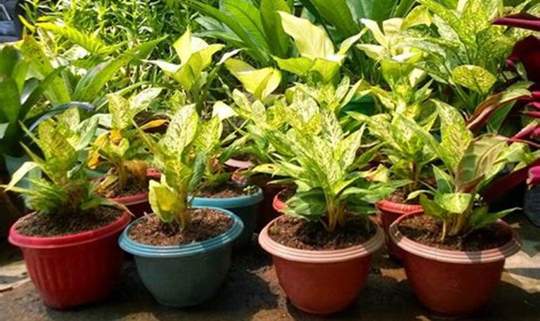 Hemat Biaya, Begini Cara Merawat Tanaman Hias dalam Pot