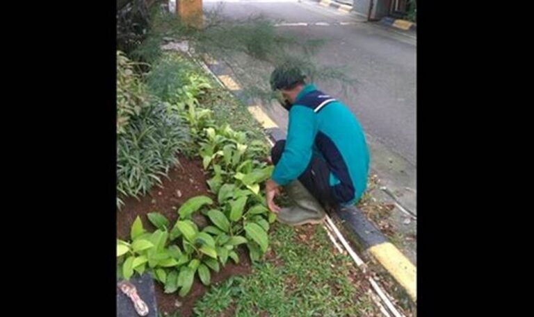 Biaya Perawatan Tanaman Outdoor: Hemat & Berkualitas