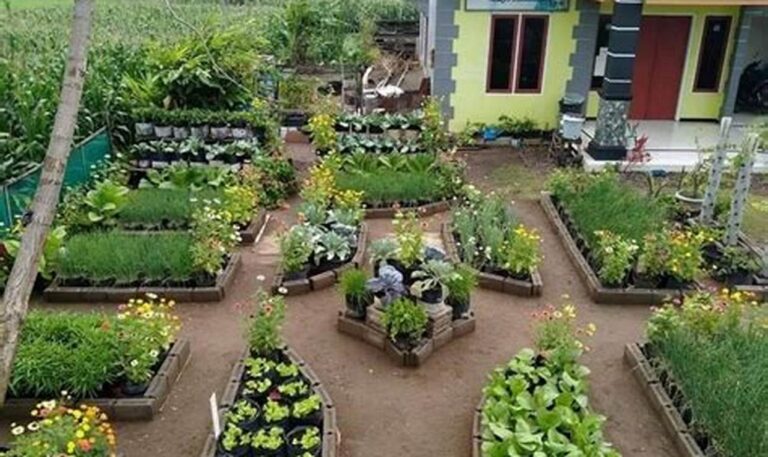 Panduan Lengkap Membuat Taman Sayur di Pekarangan Sendiri